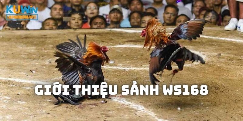 Sảnh WS168 KUWIN là một địa chỉ đá gà cực kỳ hot